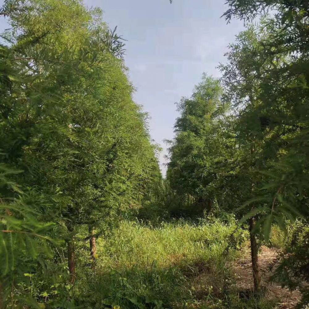 8公分中山杉促销价格_湖州有米径8公分中山杉
