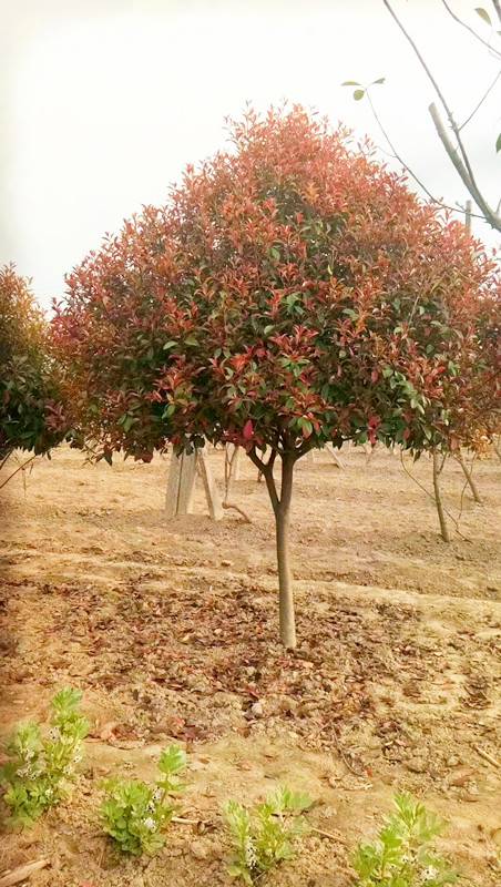 密枝紅葉李綠籬小苗110公分紅葉李綠化景觀樹