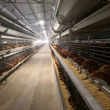 80天京红一号青年蛋鸡红羽高产蛋鸡采食量小抗病性强产蛋高峰周期长