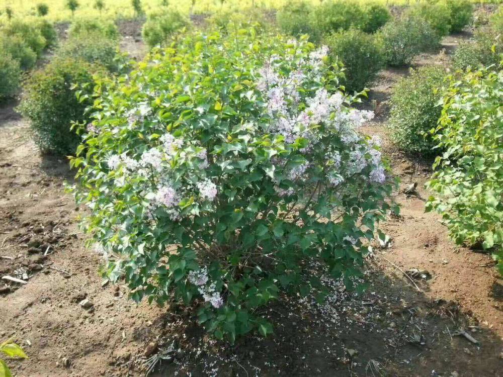 5公分丁香价格5公分丁香树价格5公分丁香树苗价格