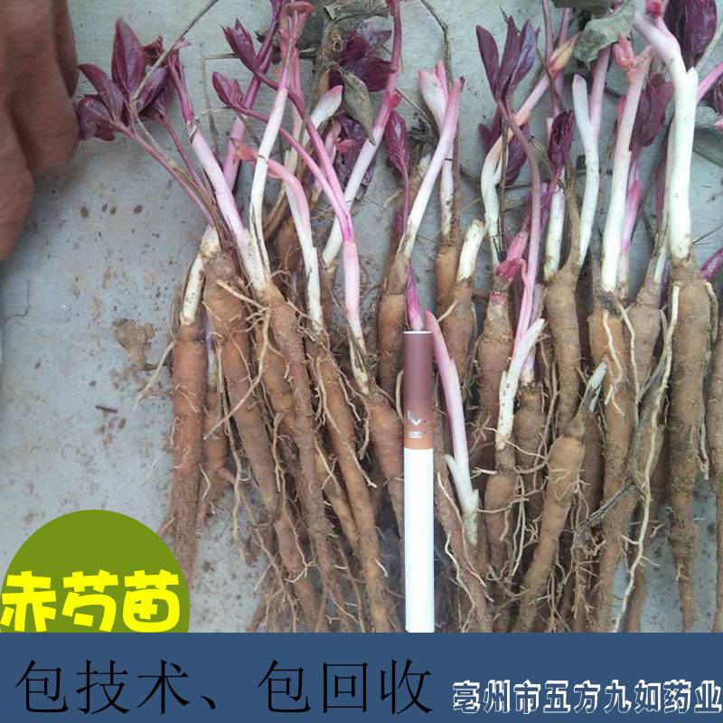 猫爪草种苗猫爪草苗