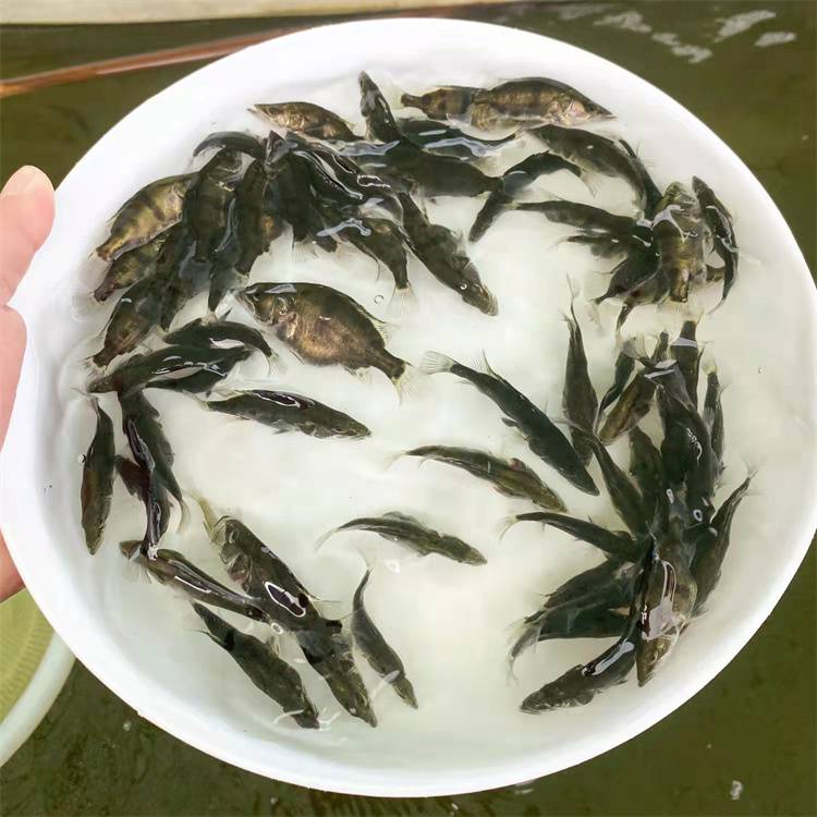 水产养殖鳜鱼苗翘嘴桂花苗桂鱼鱼苗贵鱼苗鲜活出售