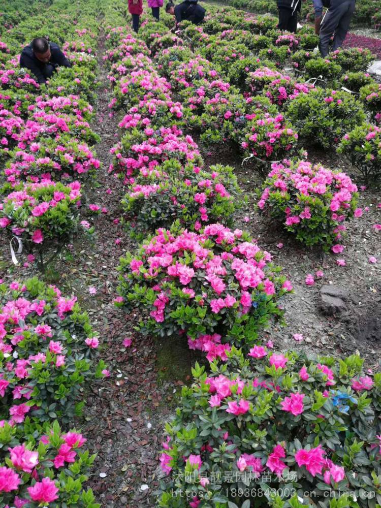 福建杜鹃花批发基地图片