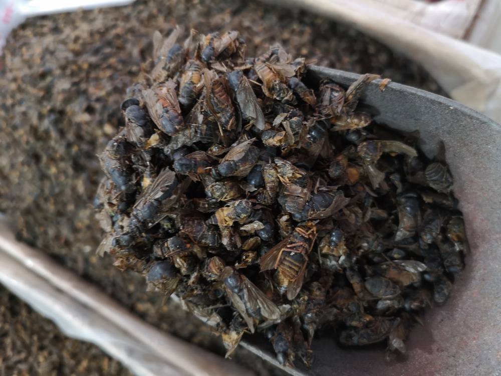 牛蝇子的功效与作用当年货牛虻虫价格