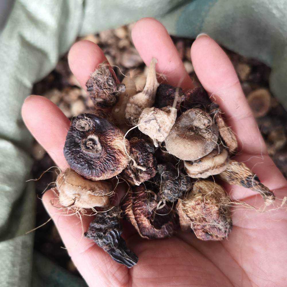 慈姑价格慈姑产地慈姑图片