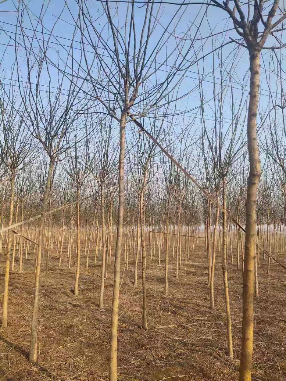 优质国槐产地   河北国槐专业种植基地