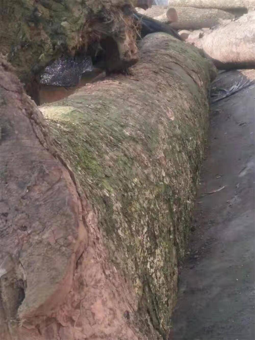 优价供应正宗金丝楠木棺材寿材手绘金刚经怀化百年龙凤