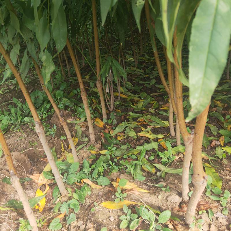 桃树苗品种秋甜桃树苗06公分桃树苗