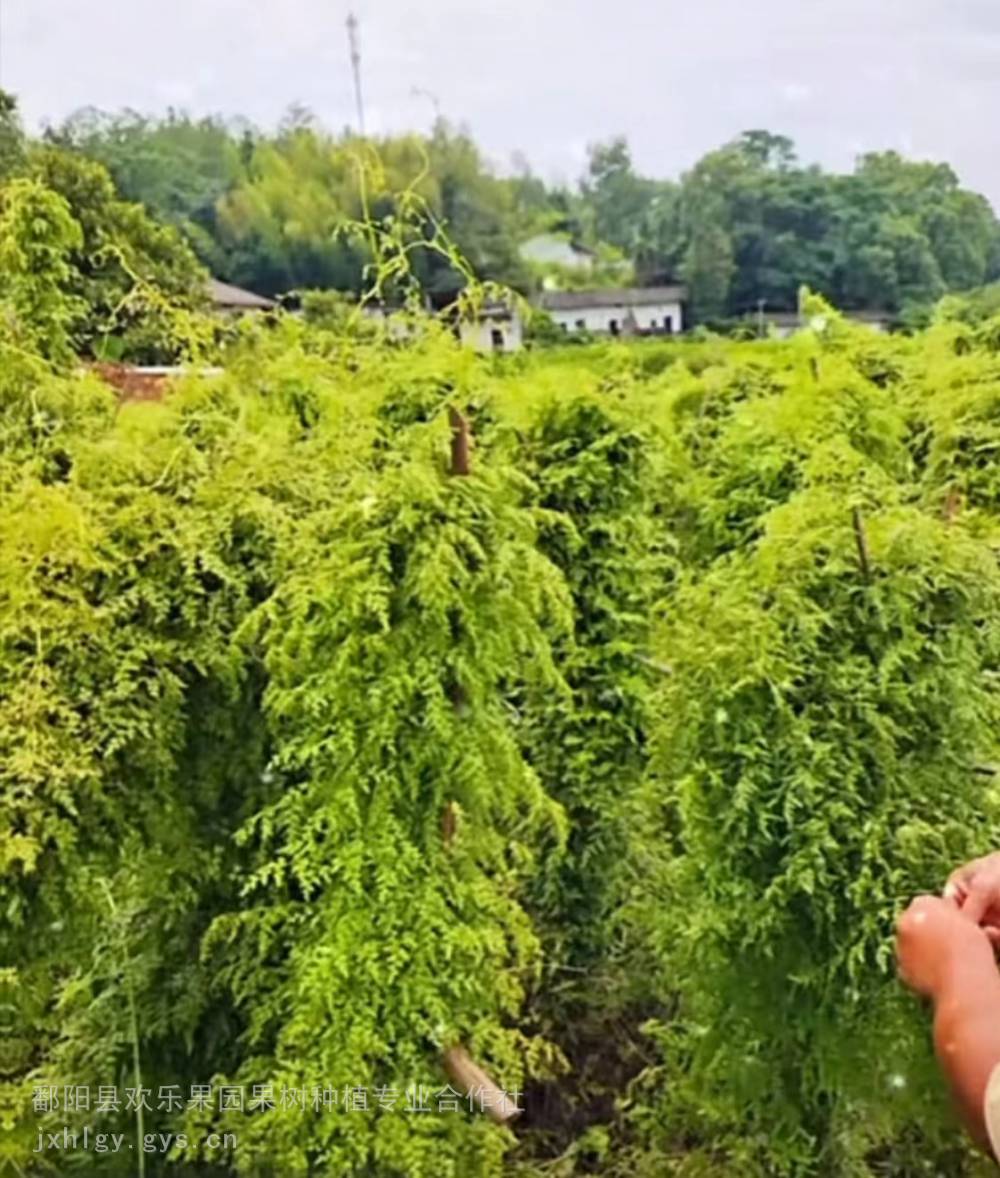 江西海金沙育苗基地 海金沙容器苗培育基地 海金沙杯苗批发