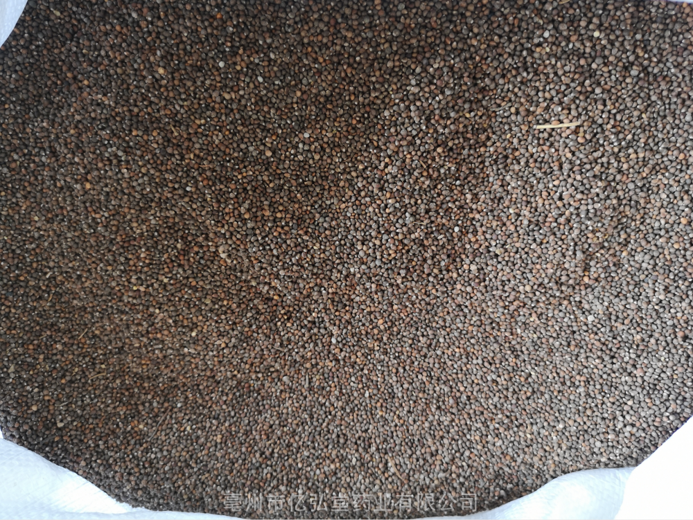 黑苏子的功效与作用当年货紫苏子价格