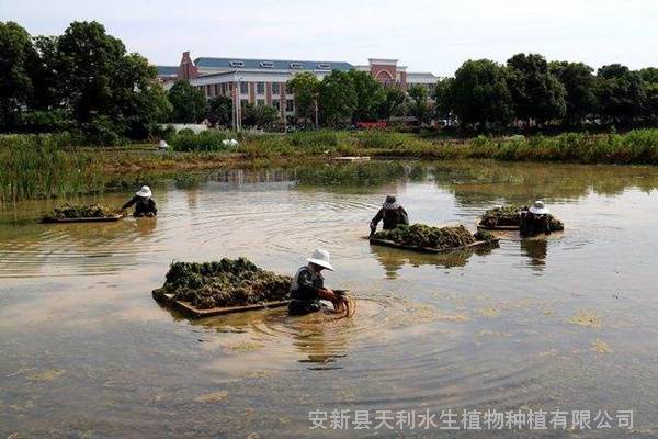 沉水植物矮生苦草净化水质提升水体透明度基地