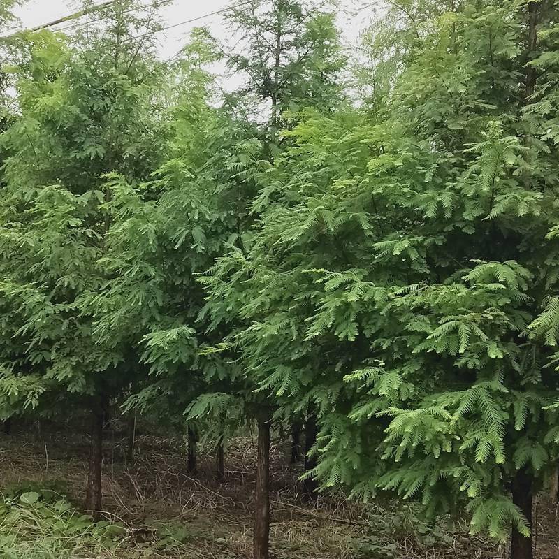 水杉小苗_13公分水杉苗_南阳上车价格