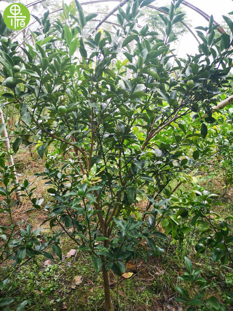 正宗高产牛奶金桔树苗嫁接马奶桔金橘树苗大果脆皮金桔树苗带皮吃