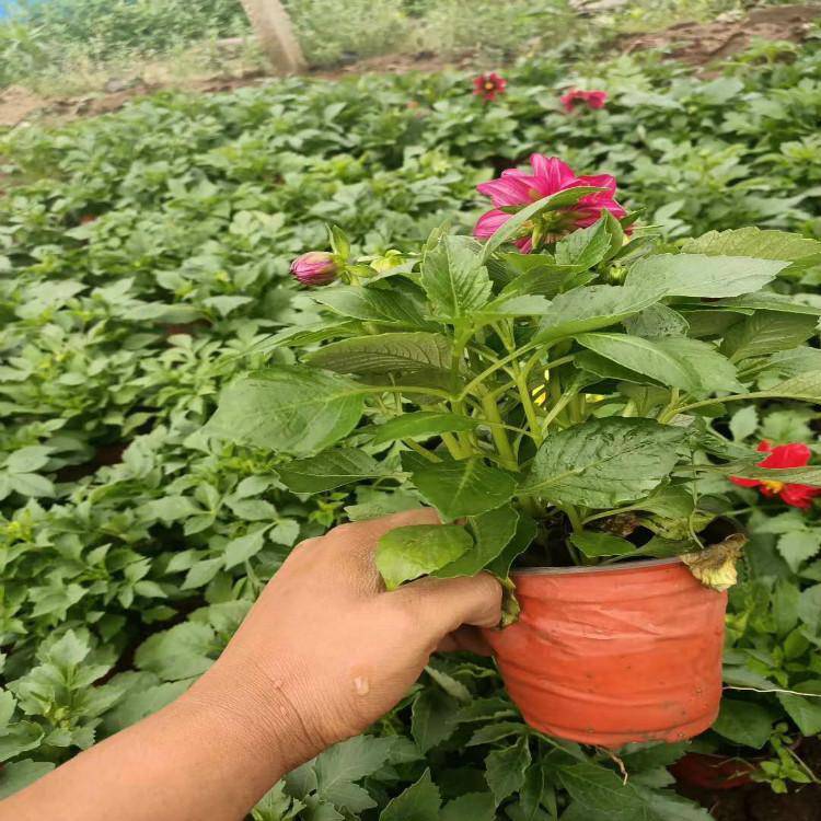 出售小麗花節日組擺草花小麗花種植基地