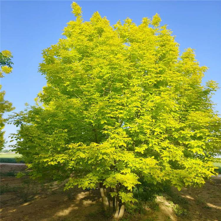 21222530公分白蜡丛生金叶白蜡街道庭院装饰树栽培简易