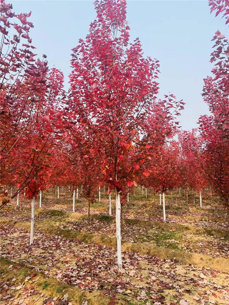 11公分秋火焰丛生美国红枫丛生工程用苗