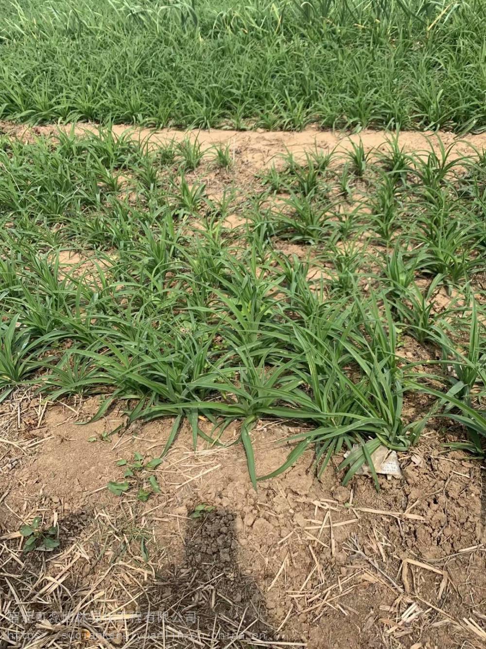 沐阳20公分金娃娃萱草基地宿根类植物金娃娃萱草公园金娃娃萱草容器苗