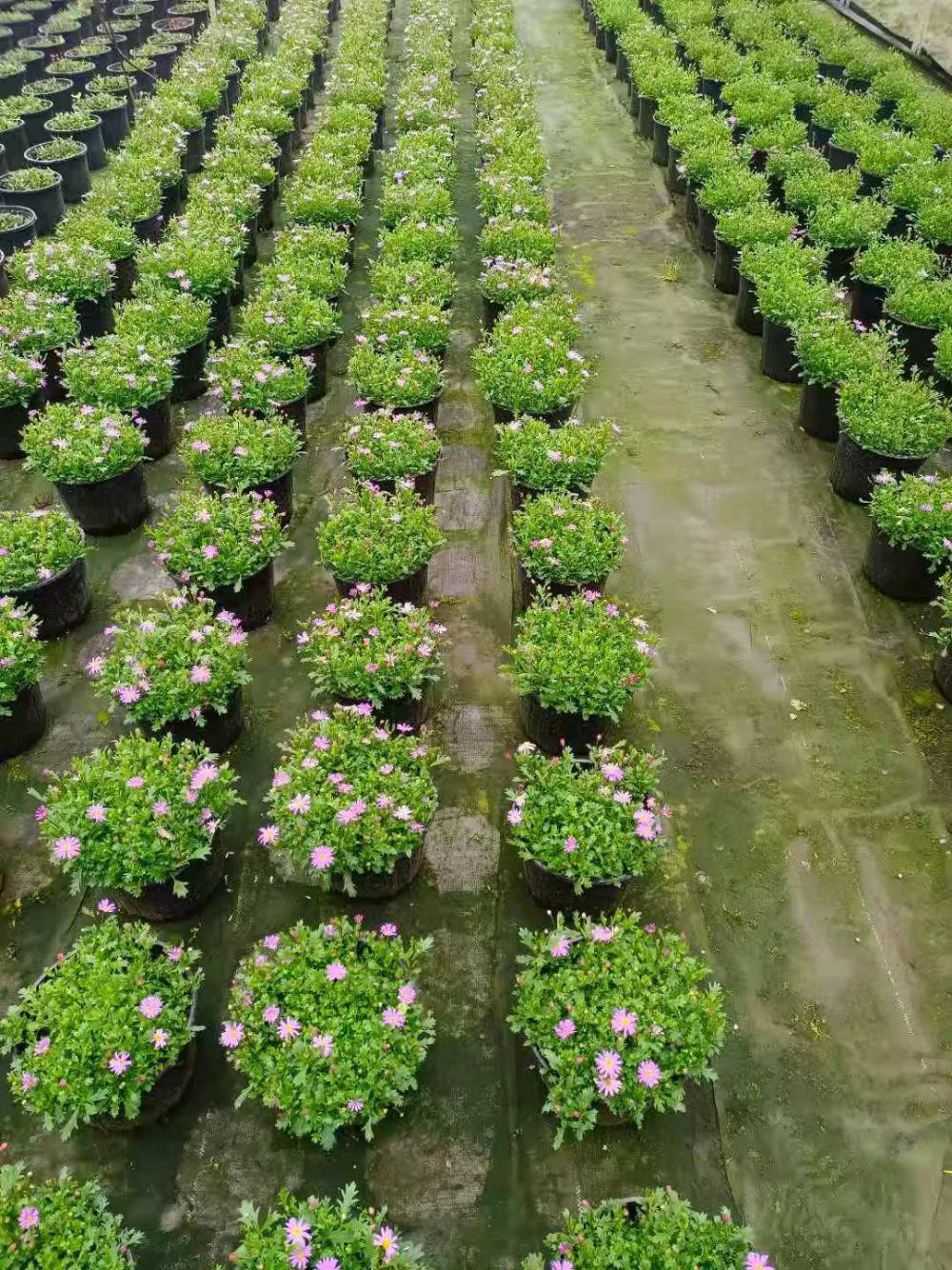 四川成都姬小菊基地姬小菊双色杯价格姬小菊绿化工程花卉