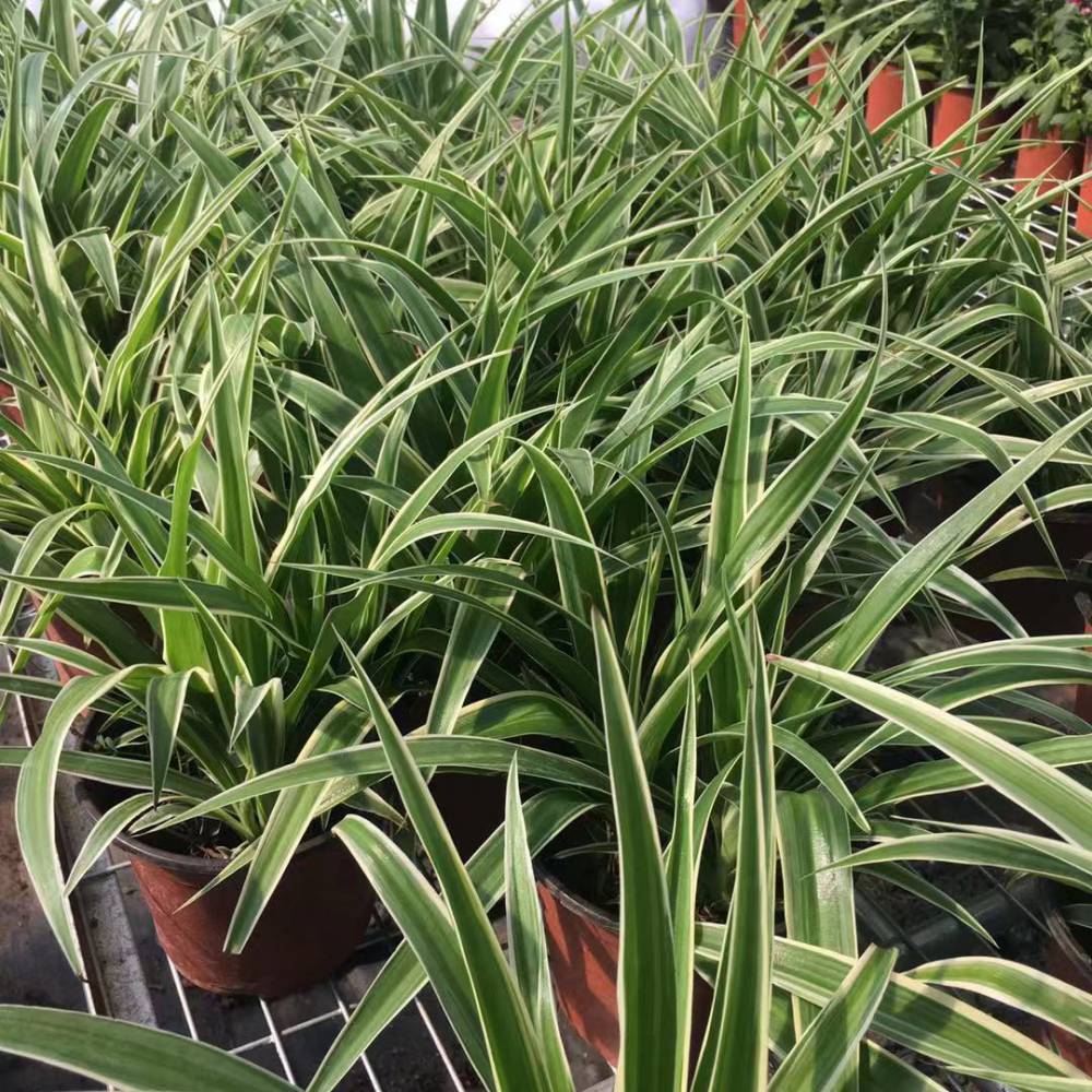 立体绿化 金边吊兰净化空气观赏植物金边吊兰展开果期6-7月品种纯度99