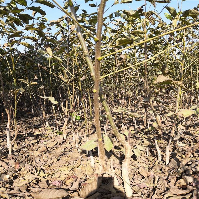 惠农农业大量出售嫁接核桃树苗早实核桃苗保湿邮寄成活率高