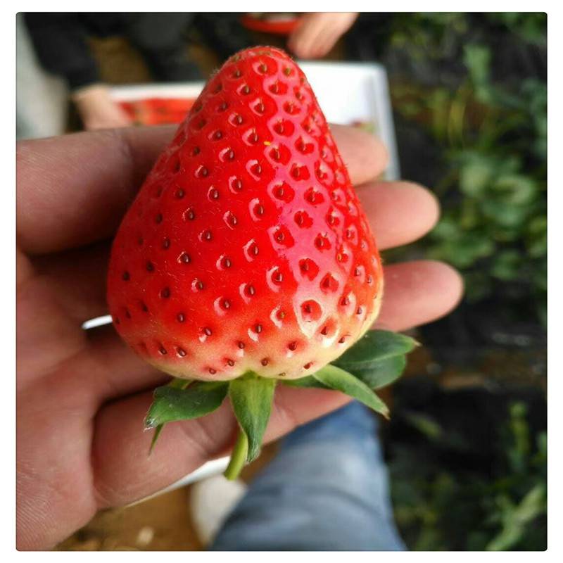 隋珠草莓苗批发香野草莓苗价格现挖现卖保鲜发货