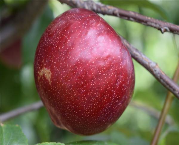 果树苗报价-合肥果树苗-润丰苗木