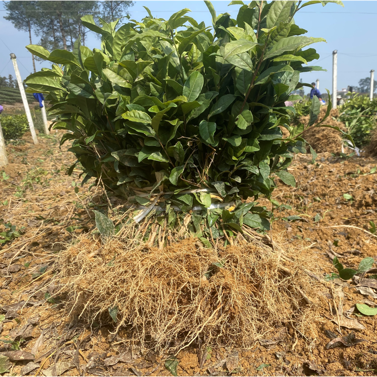 和谐农业安吉白茶苗奶白茶苗根系发达木质化好