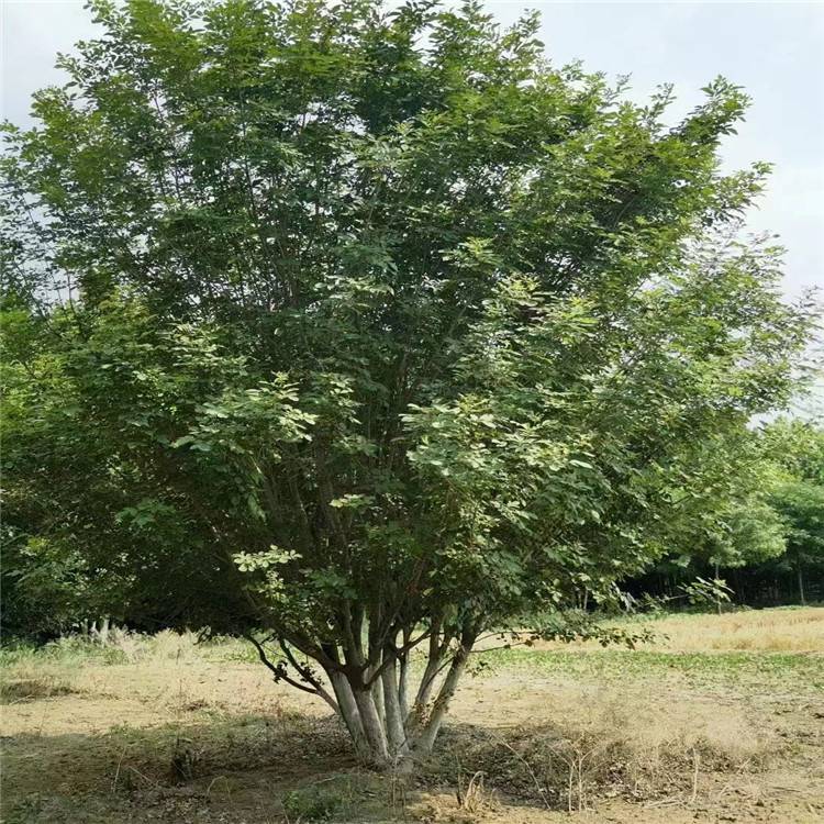 【18公分白蜡 丛生金叶白蜡 行道庭荫观赏树适应性强】价格_厂家-中国