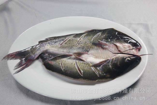 速冻锁鲜开背清江鱼2斤25斤量大可面议