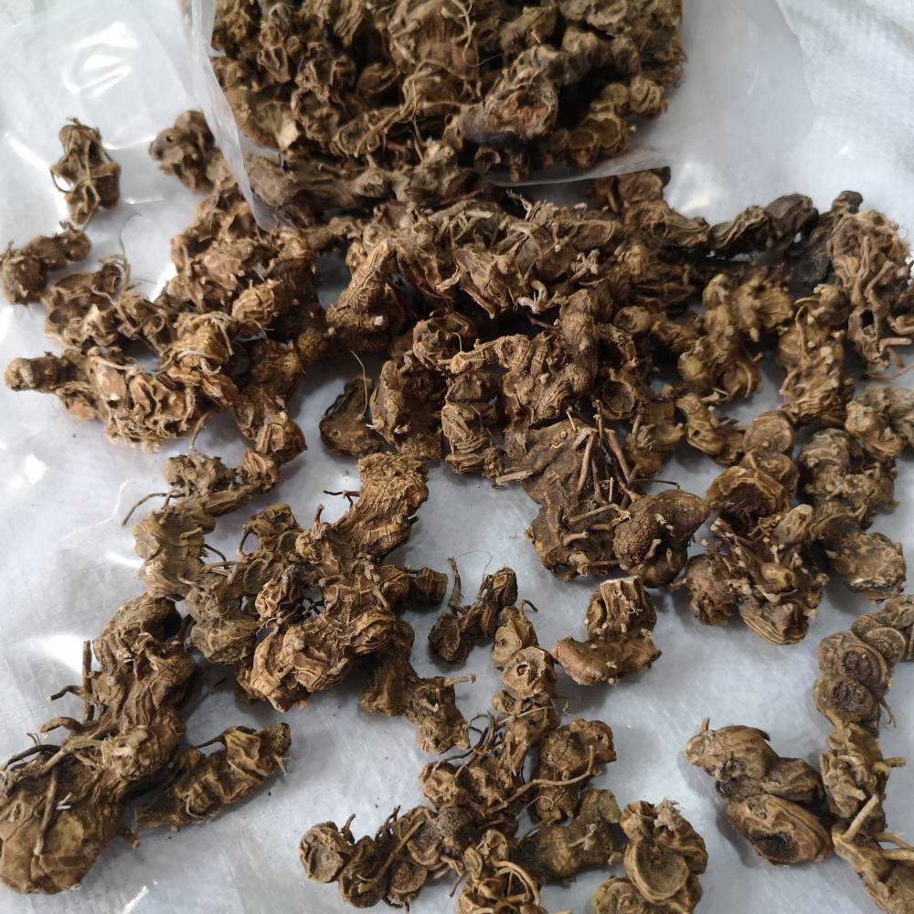 中药材八角金盘是什么八角金盘价格多少钱