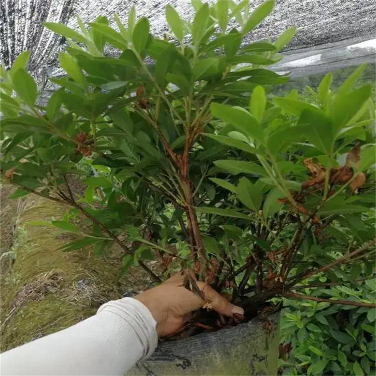 海口春鹃小苗春鹃小苗园林工程苗