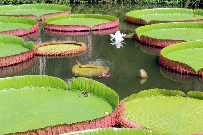 四川大量供应霸王莲帝王莲全世界叶子的莲花茎和叶脉很粗所以上面可以