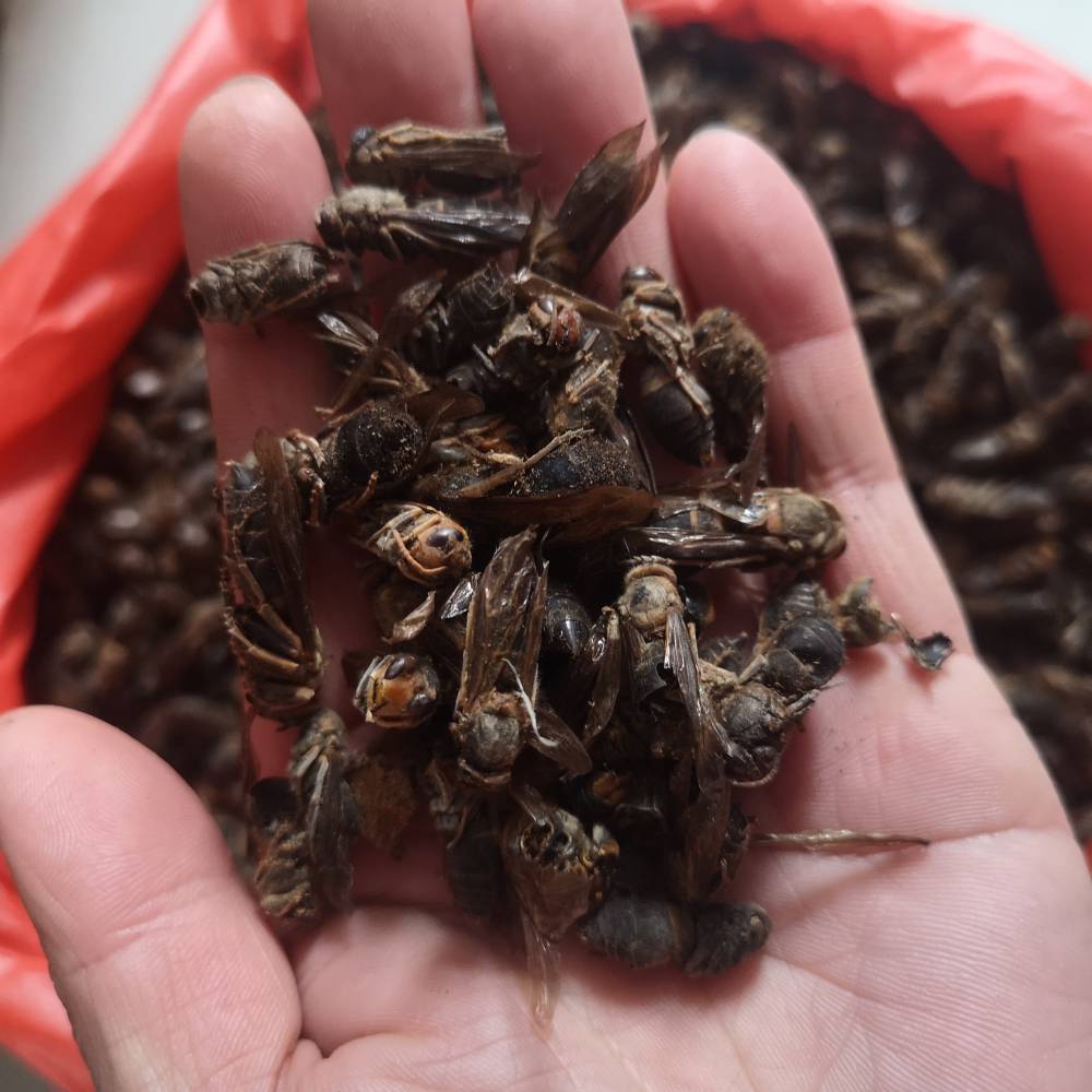 野生黄蜂中药黄蜂价格黄蜂的功效