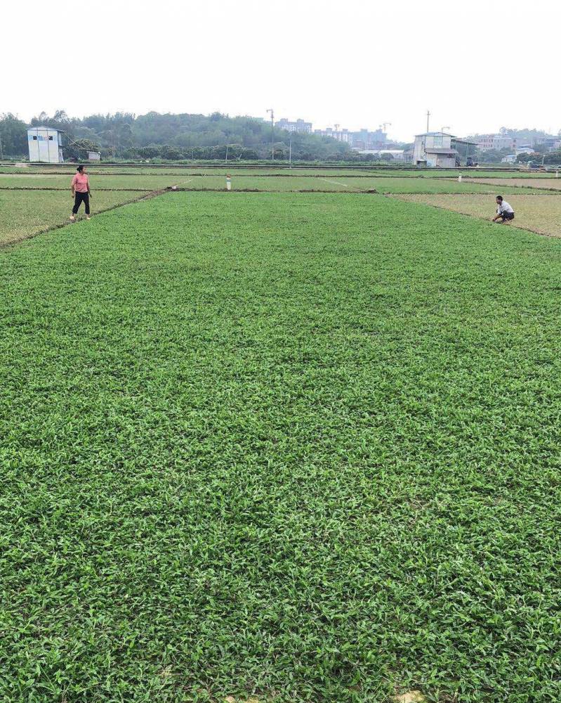 惠州大叶油草皮基地图片