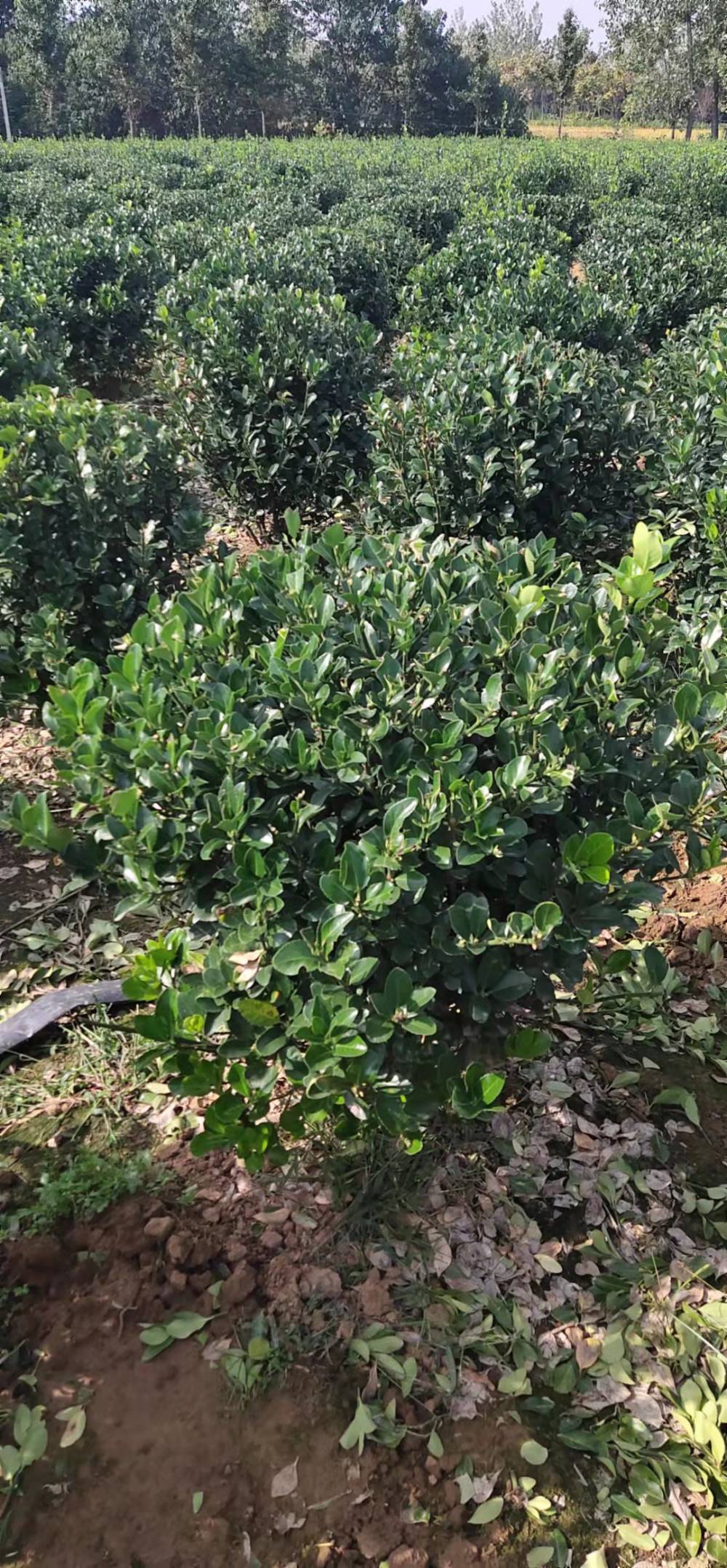 供应大黄杨树行道用冬青树