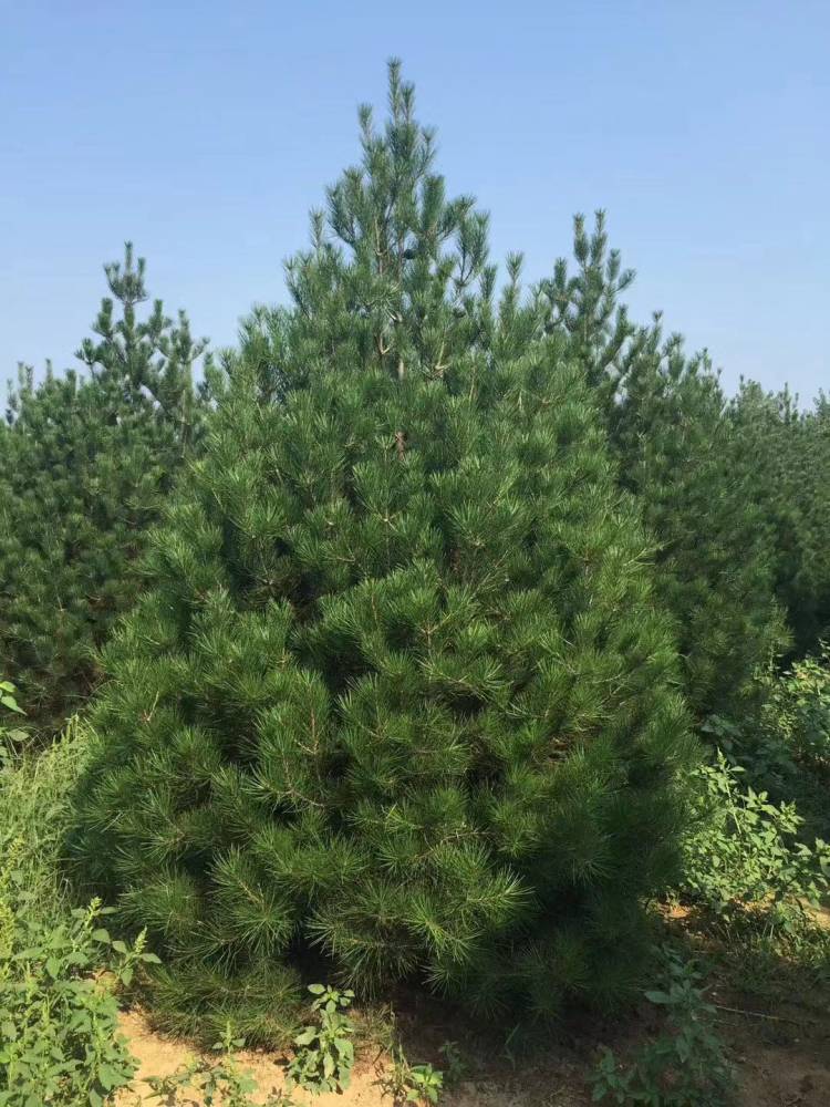 出售白皮松3.5米白皮松陕西白皮松行情