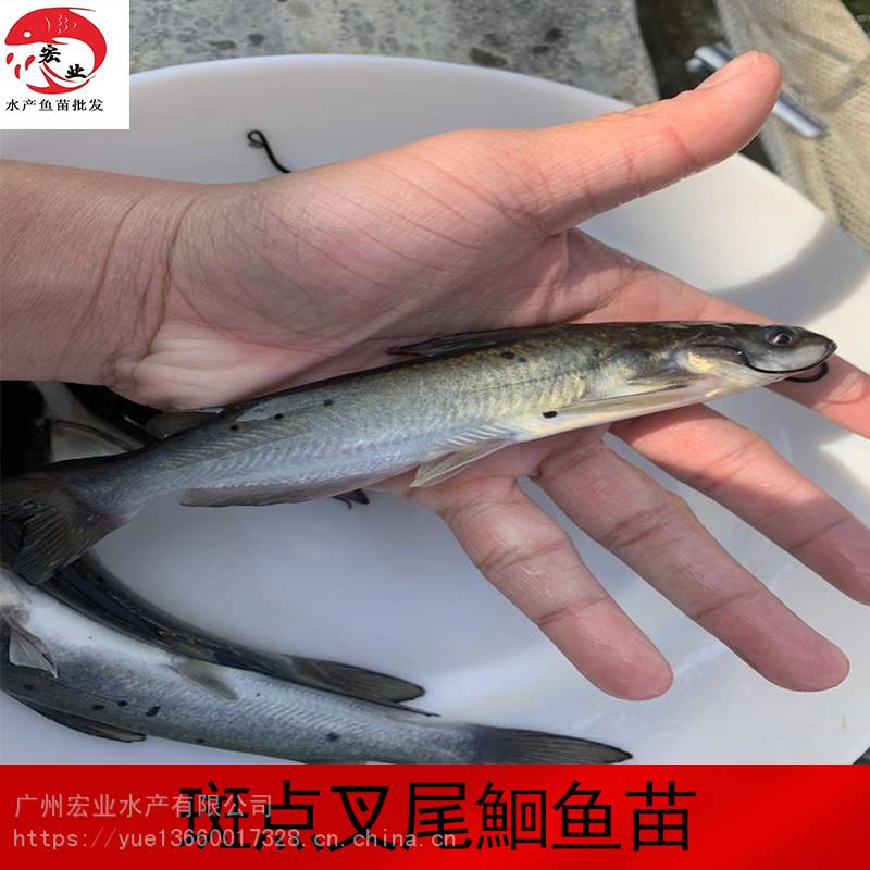 【宏業直銷美國斑點叉尾鮰魚苗 湖南叉尾魚 叉尾鮰水花各種規格】圖片