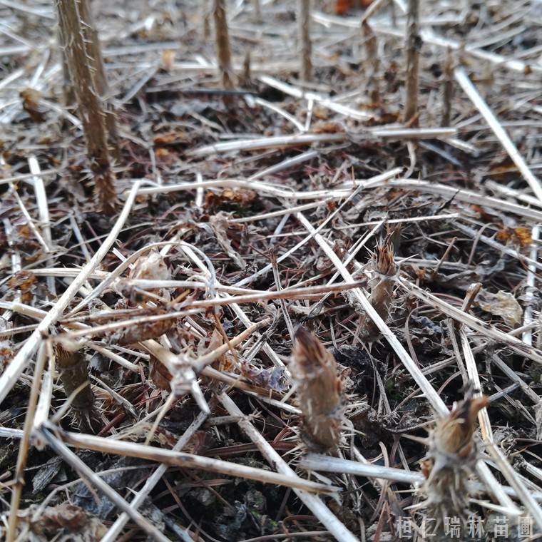 一年生刺老包苗树头菜苗刺脑包树苗
