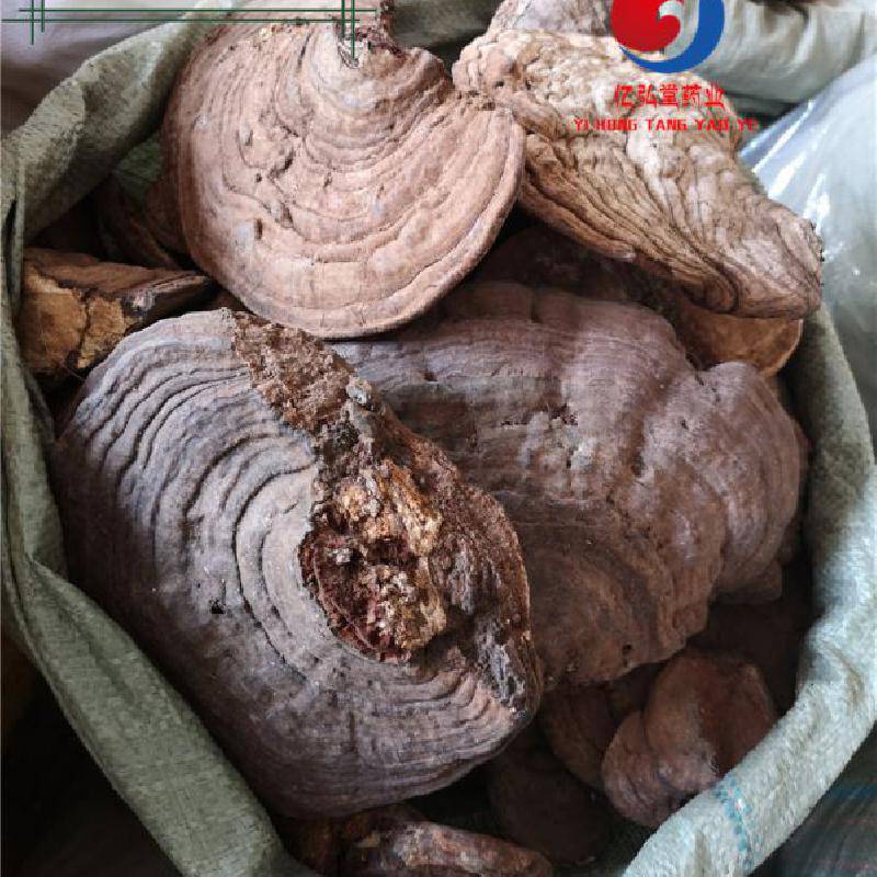 中药材树舌药用功效平盖灵芝老母菌梨菌哪里可以购买多少钱一公斤