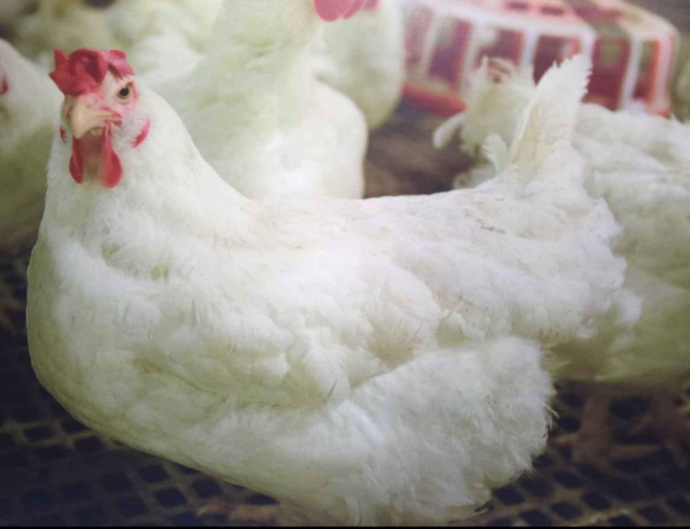 湖州罗曼灰蛋鸡优缺点罗曼灰蛋鸡特征罗曼灰蛋鸡特点