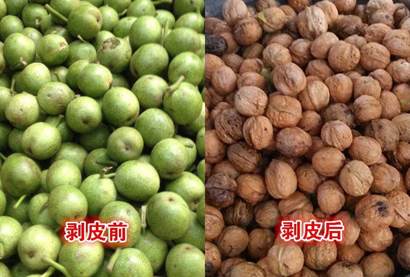 青核桃去皮机电动去皮清洗两用大批量核桃快速去青皮方法