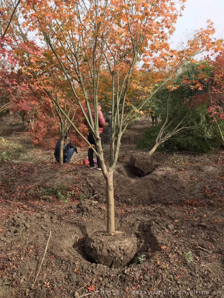 现基地拥有鸡爪槭成苗欢迎咨询常年提供6公分鸡爪槭