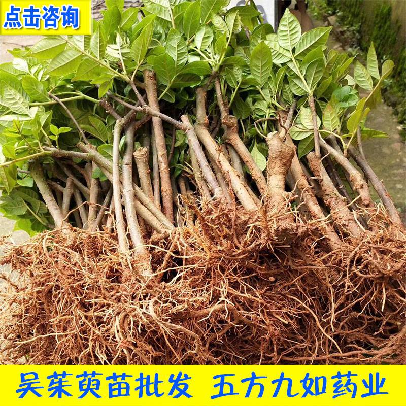 猫爪草种苗猫爪草苗