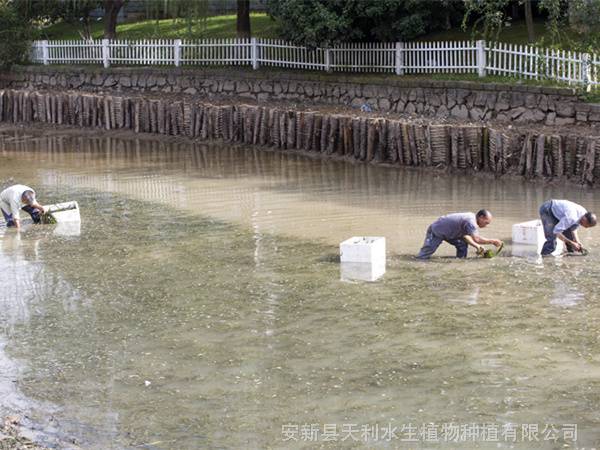 矮生苦草耐寒沉水植物,改善水质提升水生态效果,全国范围可种植