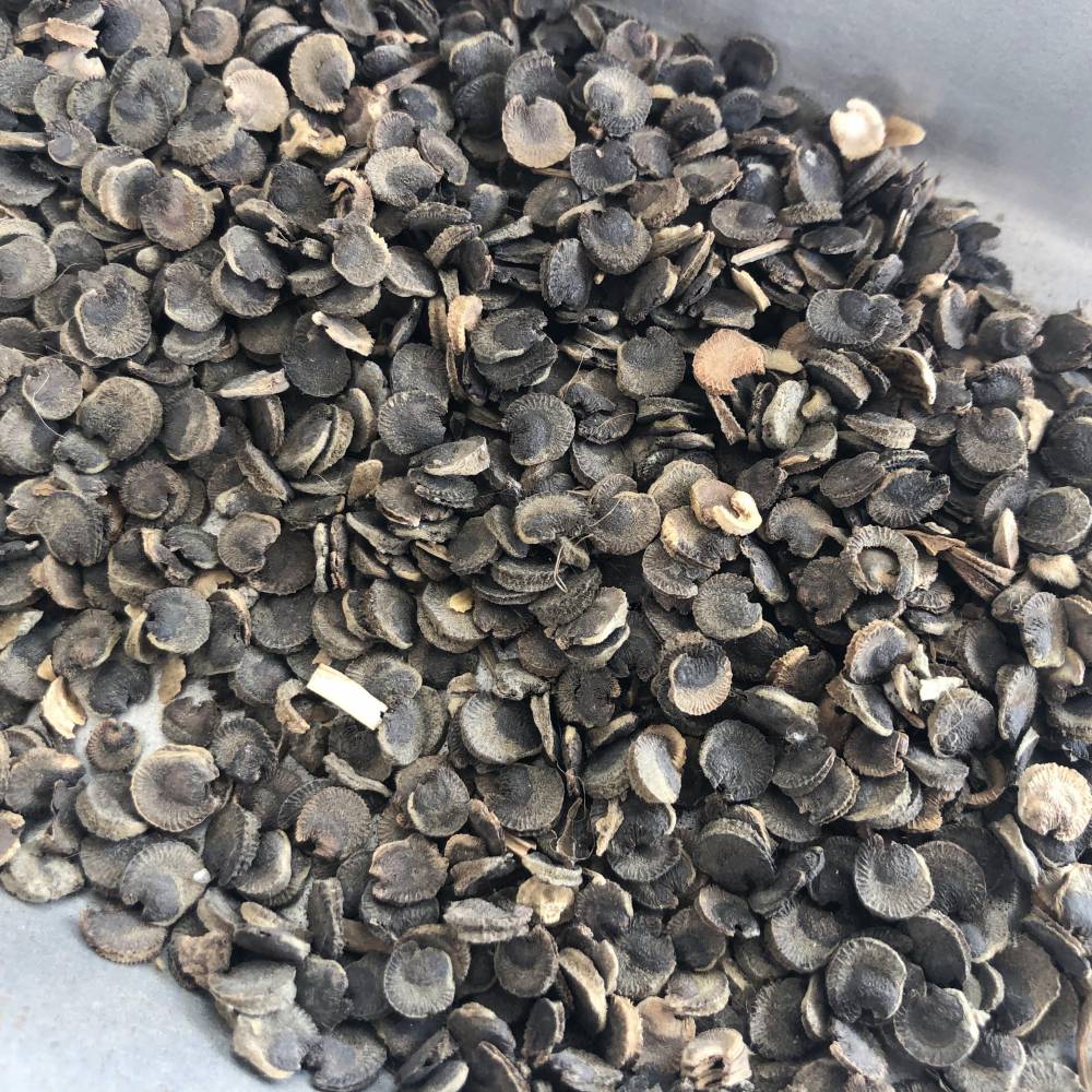 黄蜀葵子蜀葵子中药材蜀葵子大货批发