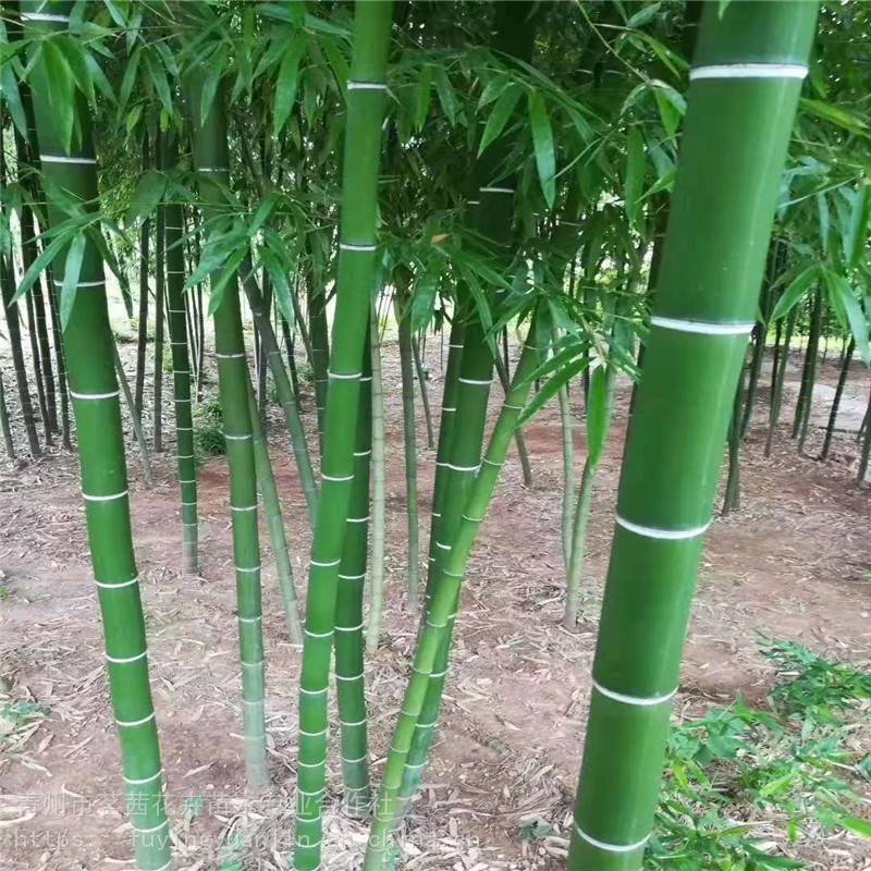 【银环竹价格,银环竹批发采购】山东潍坊银环竹价格