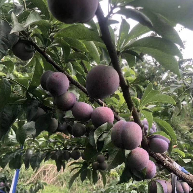 潼南凤凰李苗潼南凤凰李苗1公分粗价格潼南凤凰李苗报价