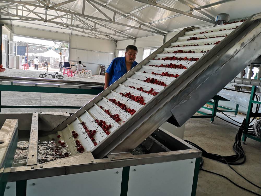 的樱桃分选机带您走进分选新篇章