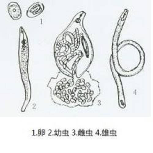 虫瘿;14天虫体膨大,生殖腺发育;20天***次蜕皮;22-23天雌虫第三次蜕皮