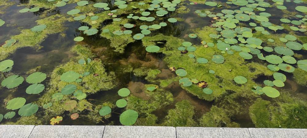 浮萍净水塘除浮萍克星灭浮萍药水产养殖不伤鱼虾蟹